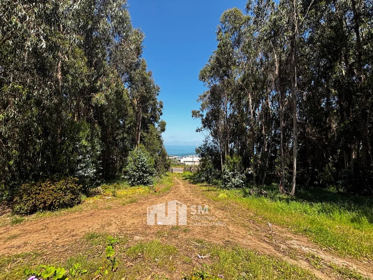 Corredor de eucaliptos con vista al mar